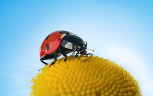 Ladybug on yellow flower HD wallpaper